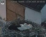 Capi_Dubne_20250511_205502.jpg