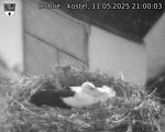 Capi_Dubne_20250511_210003.jpg