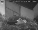 Capi_Dubne_20250511_210502.jpg