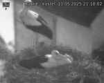 Capi_Dubne_20250511_211002.jpg