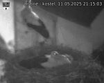 Capi_Dubne_20250511_211503.jpg
