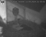 Capi_Dubne_20250511_215502.jpg