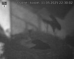 Capi_Dubne_20250511_223002.jpg