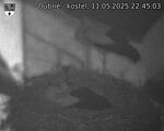 Capi_Dubne_20250511_224503.jpg