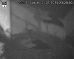 Capi_Dubne_20250511_232003.jpg