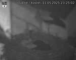 Capi_Dubne_20250511_232502.jpg