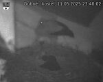 Capi_Dubne_20250511_234002.jpg