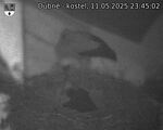 Capi_Dubne_20250511_234502.jpg