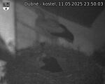 Capi_Dubne_20250511_235003.jpg