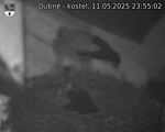Capi_Dubne_20250511_235502.jpg