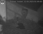 Capi_Dubne_20250512_010503.jpg