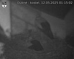 Capi_Dubne_20250512_011502.jpg