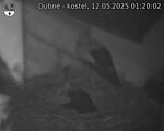 Capi_Dubne_20250512_012002.jpg