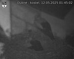 Capi_Dubne_20250512_014502.jpg