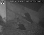 Capi_Dubne_20250512_015002.jpg