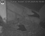 Capi_Dubne_20250512_015503.jpg