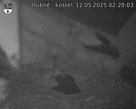 Capi_Dubne_20250512_022003.jpg