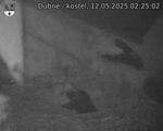 Capi_Dubne_20250512_022502.jpg