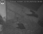 Capi_Dubne_20250512_023002.jpg