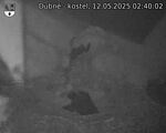 Capi_Dubne_20250512_024002.jpg