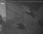 Capi_Dubne_20250512_024503.jpg