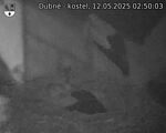 Capi_Dubne_20250512_025003.jpg