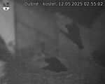 Capi_Dubne_20250512_025502.jpg