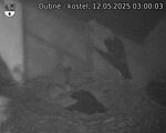 Capi_Dubne_20250512_030003.jpg