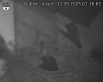 Capi_Dubne_20250512_031002.jpg