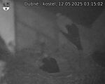 Capi_Dubne_20250512_031502.jpg
