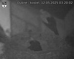Capi_Dubne_20250512_032002.jpg
