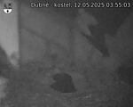 Capi_Dubne_20250512_035503.jpg