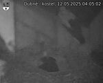 Capi_Dubne_20250512_040502.jpg