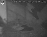 Capi_Dubne_20250512_041003.jpg