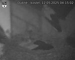 Capi_Dubne_20250512_041502.jpg