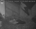 Capi_Dubne_20250512_043002.jpg