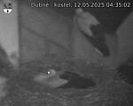 Capi_Dubne_20250512_043502.jpg