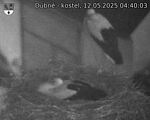 Capi_Dubne_20250512_044003.jpg