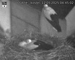 Capi_Dubne_20250512_044502.jpg