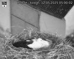 Capi_Dubne_20250512_050002.jpg