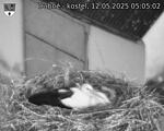 Capi_Dubne_20250512_050502.jpg