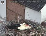 Capi_Dubne_20250512_051003.jpg