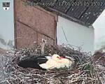 Capi_Dubne_20250512_051502.jpg