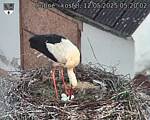 Capi_Dubne_20250512_052002.jpg