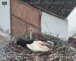 Capi_Dubne_20250512_052503.jpg