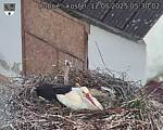 Capi_Dubne_20250512_053002.jpg