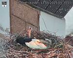 Capi_Dubne_20250512_053503.jpg