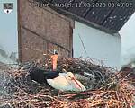 Capi_Dubne_20250512_054002.jpg