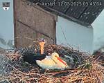 Capi_Dubne_20250512_054504.jpg
