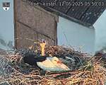 Capi_Dubne_20250512_055003.jpg